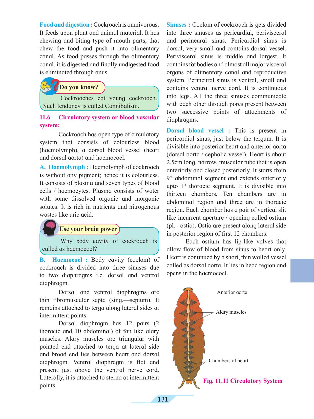 Maharashtra Board Class 11 Biology Textbook - Page 141