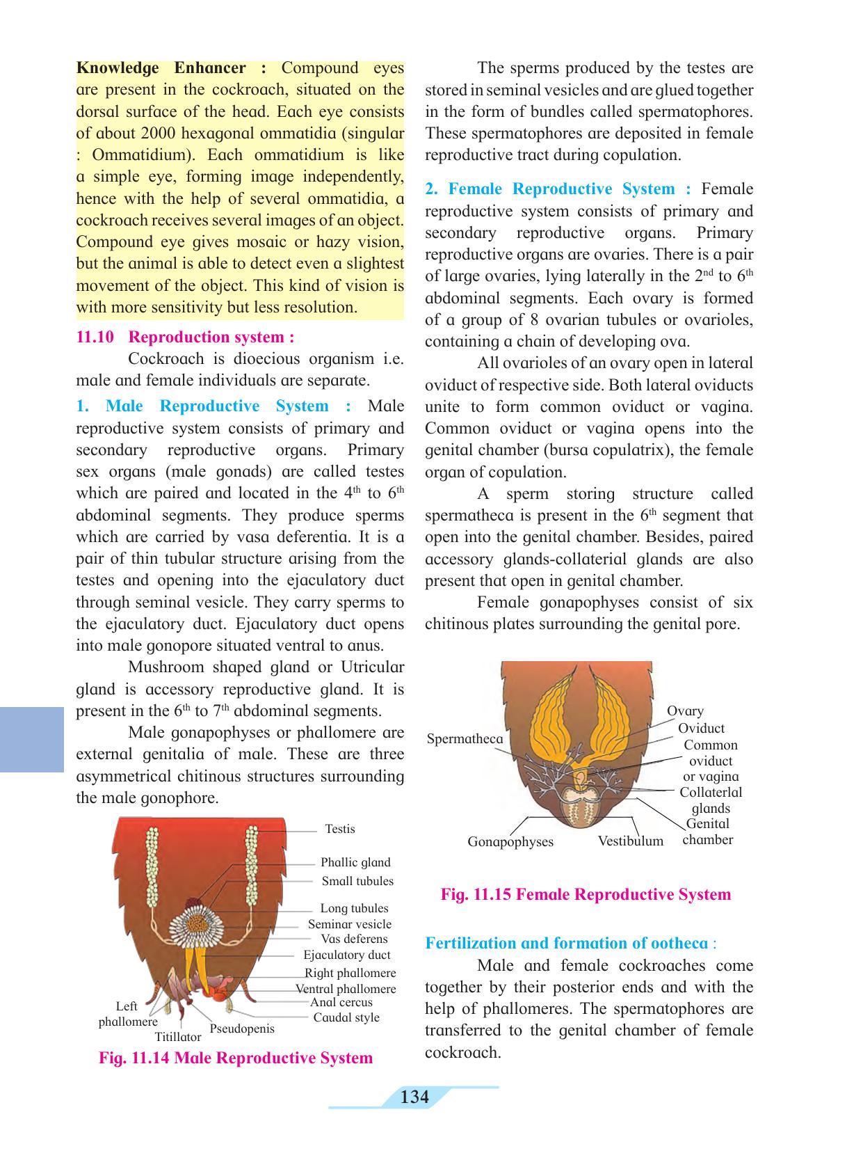 Maharashtra Board Class 11 Biology Textbook - Page 144