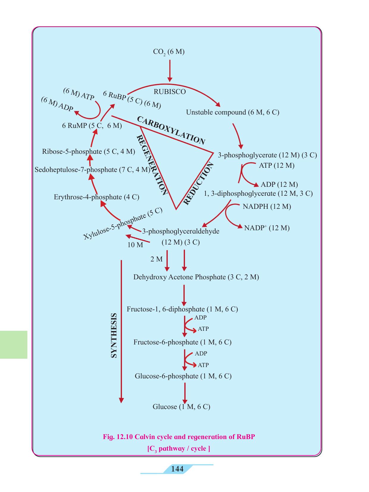 Maharashtra Board Class 11 Biology Textbook - Page 154