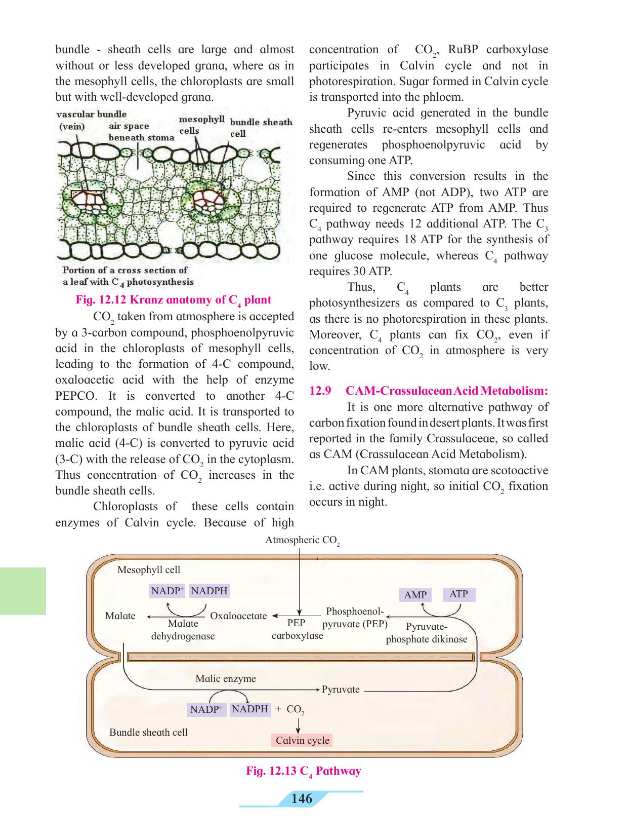 Maharashtra Board Class 11 Biology Textbook - Page 156