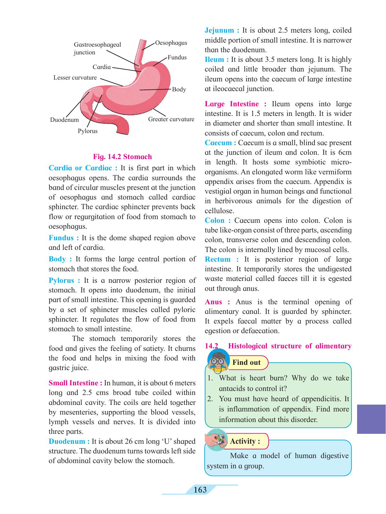 Maharashtra Board Class 11 Biology Textbook - Page 173