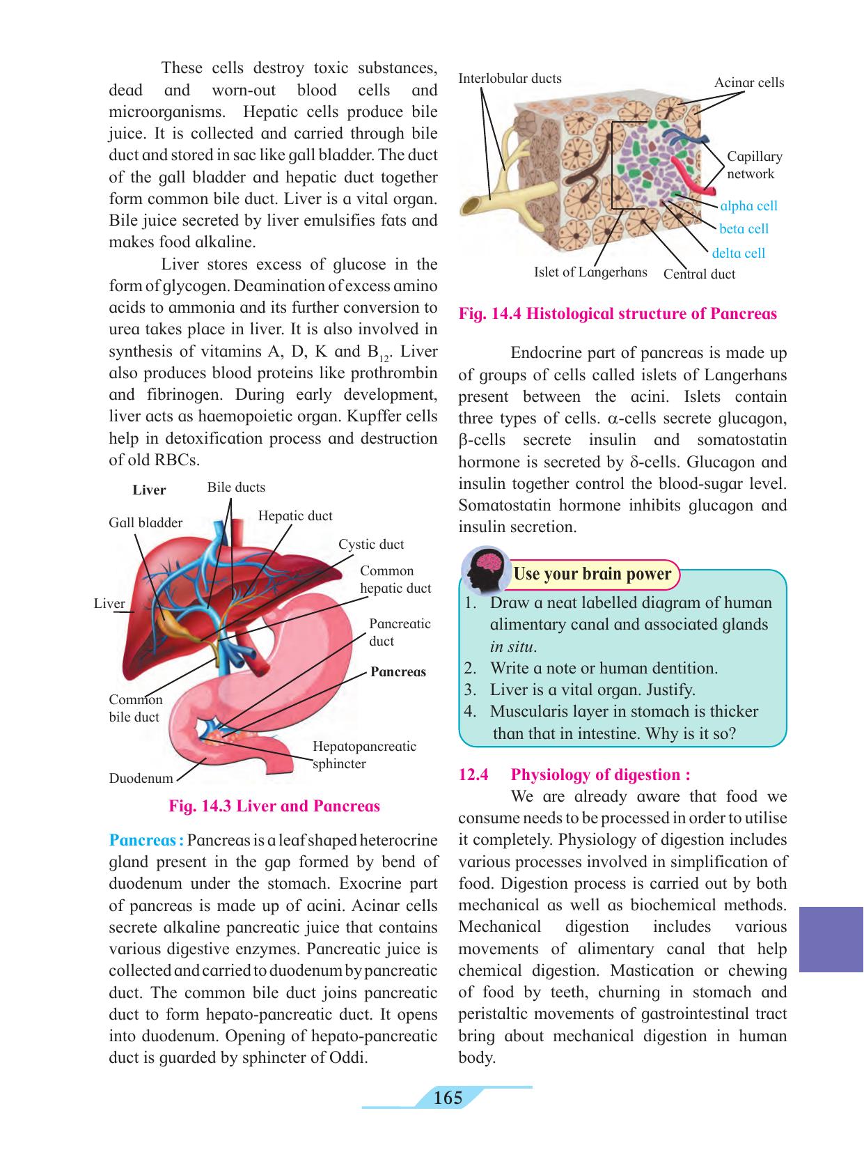 Maharashtra Board Class 11 Biology Textbook - Page 175
