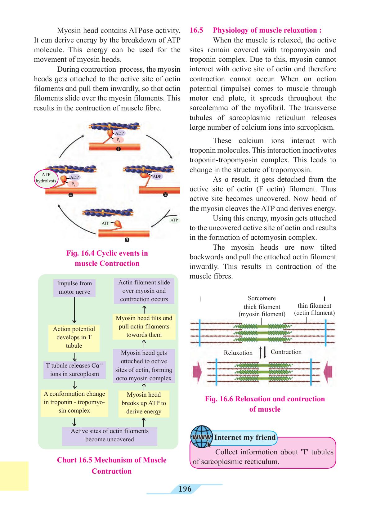 Maharashtra Board Class 11 Biology Textbook - Page 206