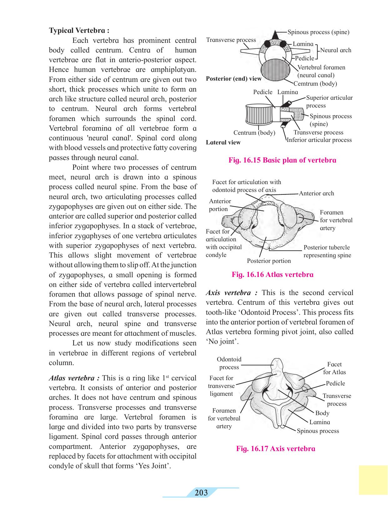 Maharashtra Board Class 11 Biology Textbook - Page 213