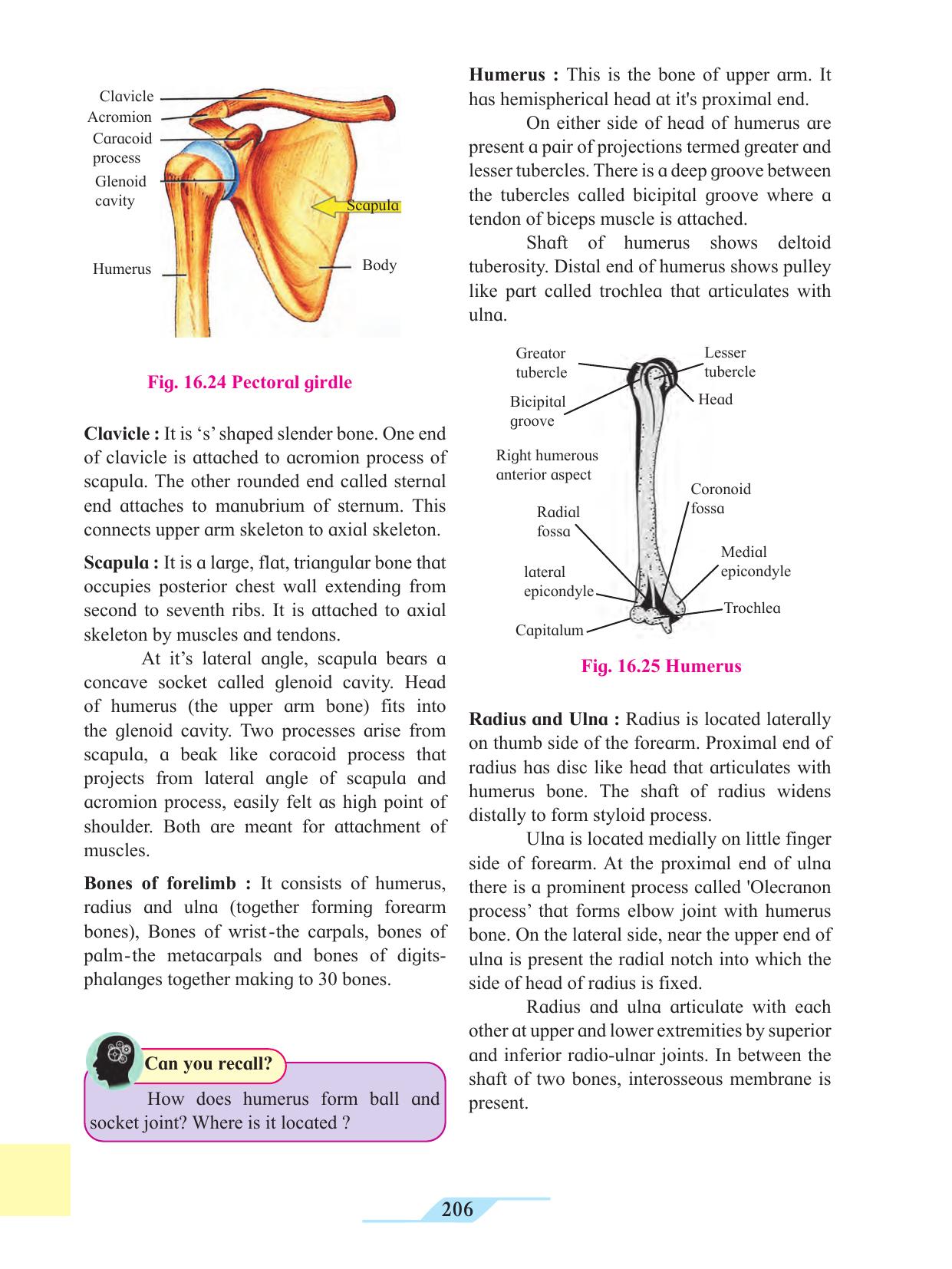 Maharashtra Board Class 11 Biology Textbook - Page 216