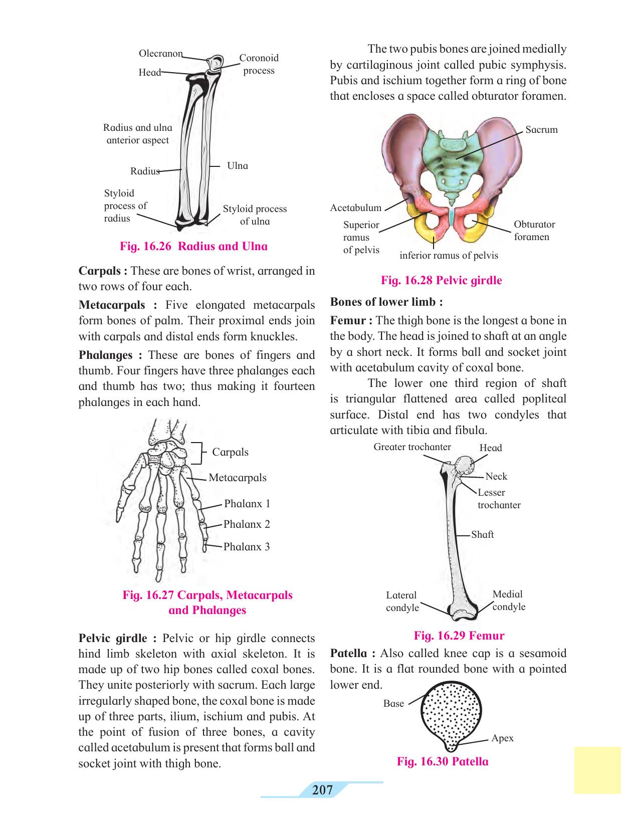 Maharashtra Board Class 11 Biology Textbook - Page 217