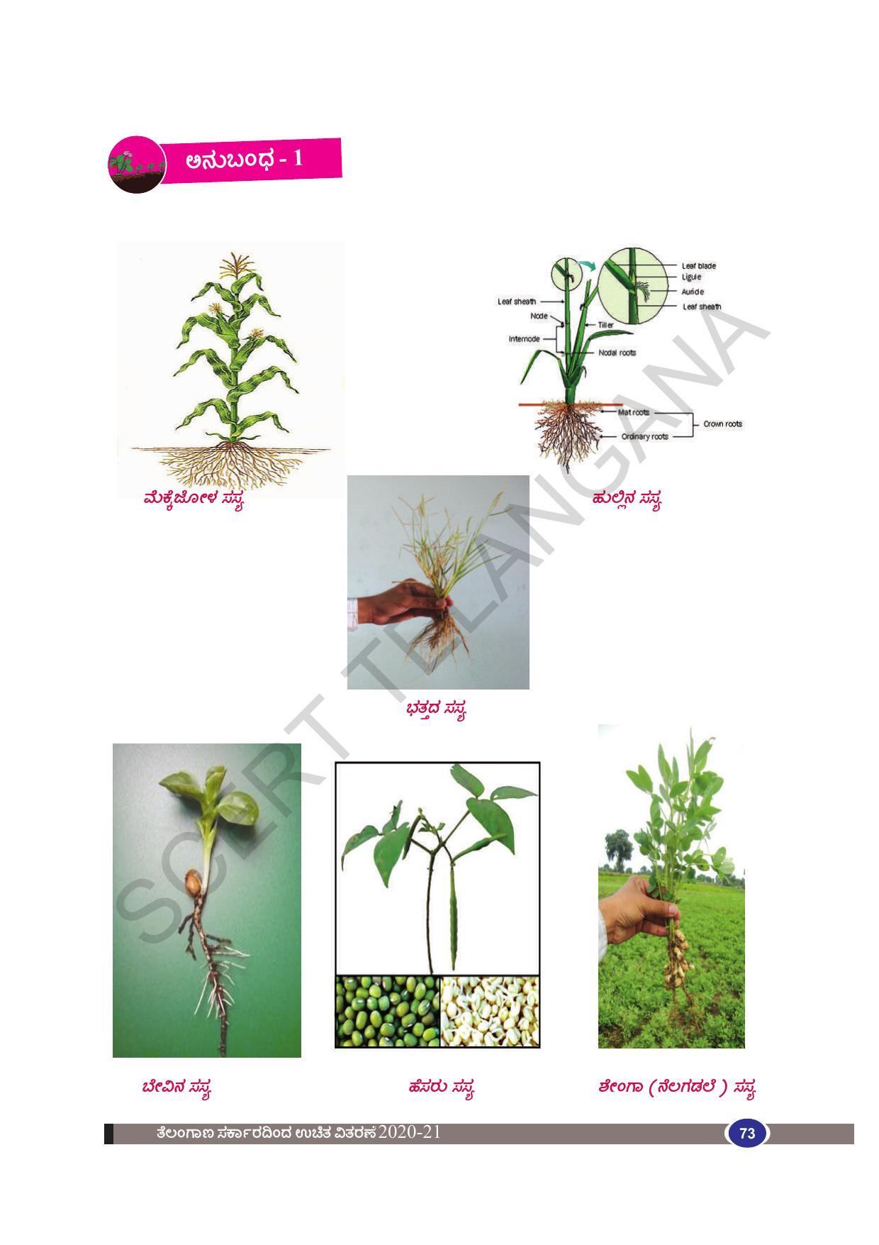 TS SCERT Class 9 Biological Science(Kannada Medium) Text Book - Page 85