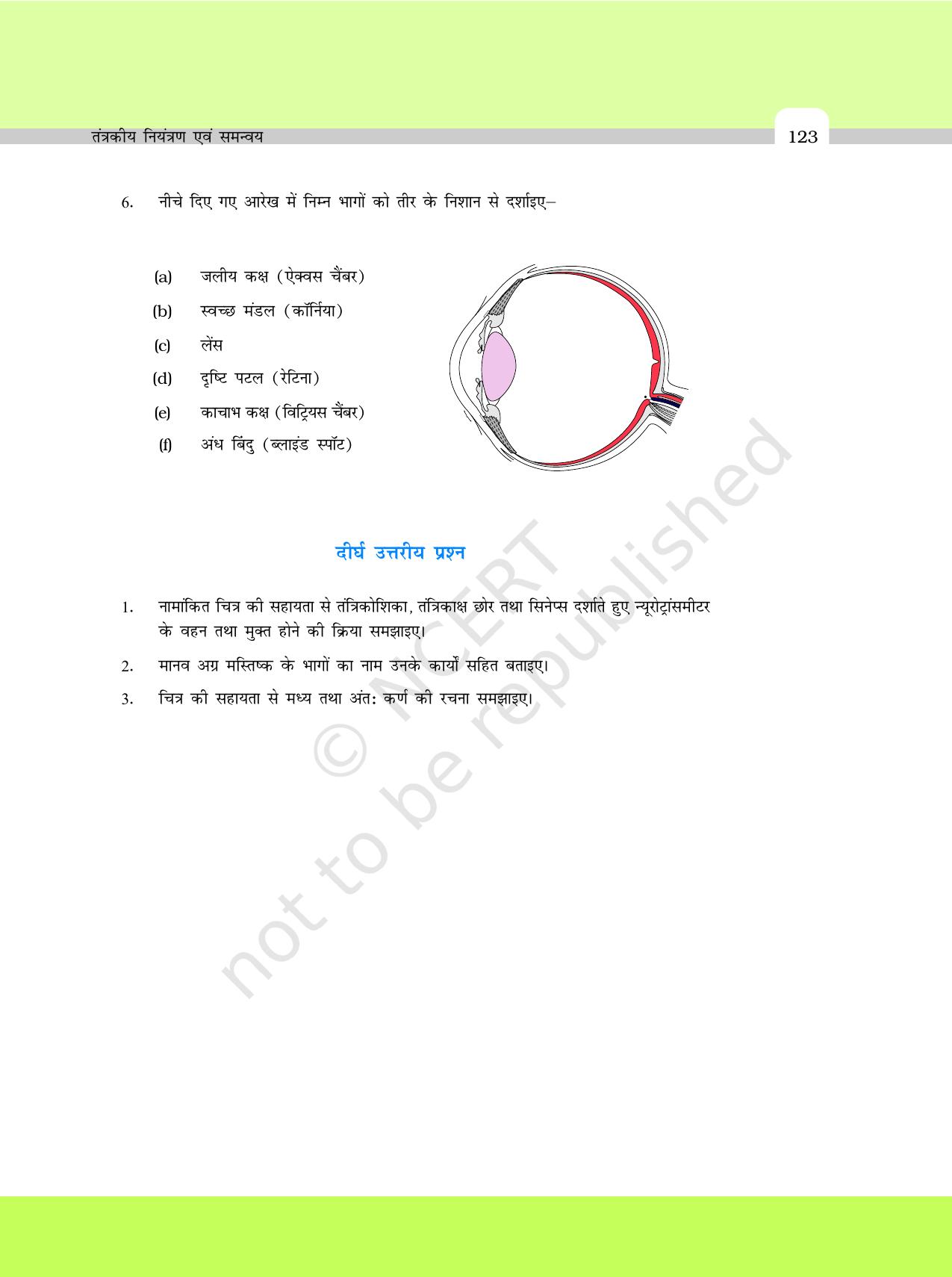 NCERT Exemplar Class 11: जीवविज्ञान अध्याय 21 (तंत्रकीय नियंत्रण एवं समन्वय ) - Page 5
