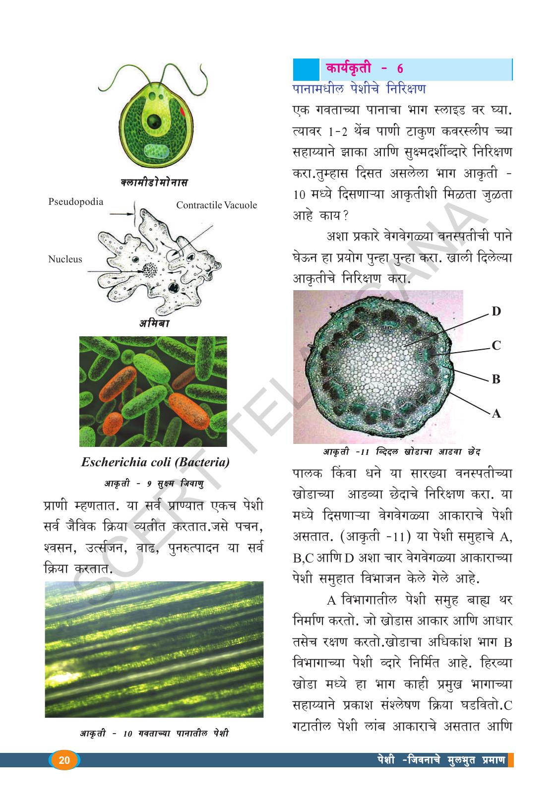 TS SCERT Class 8 Biological Science (Marathi Medium) Text Book - Page 32