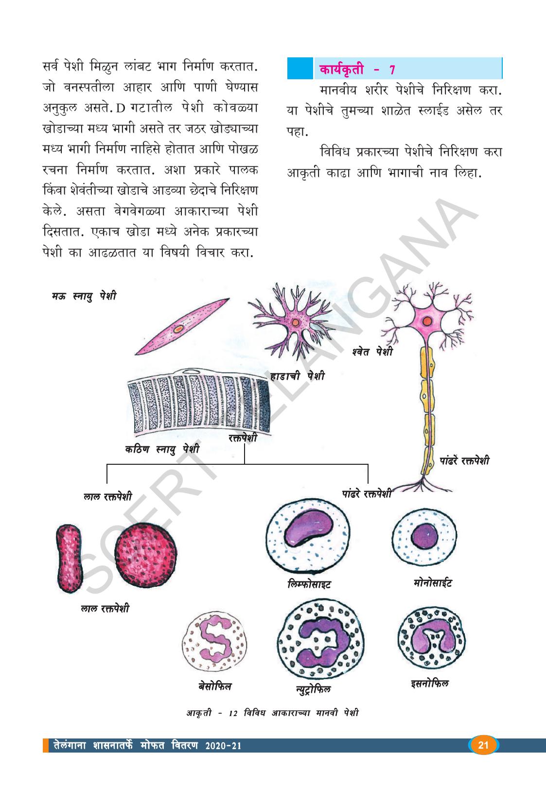 TS SCERT Class 8 Biological Science (Marathi Medium) Text Book - Page 33