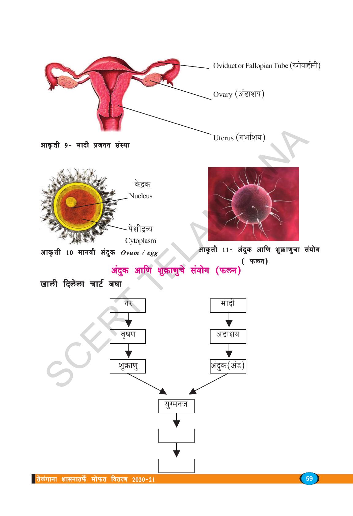 TS SCERT Class 8 Biological Science (Marathi Medium) Text Book - Page 71