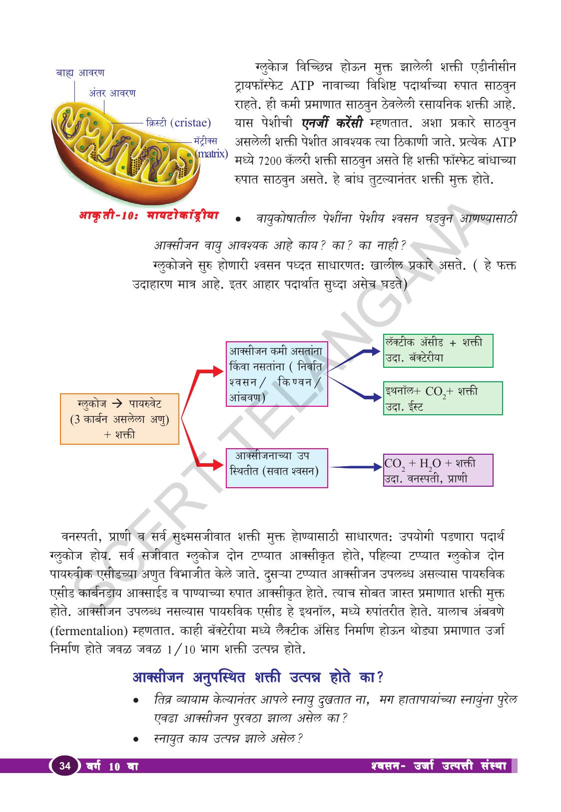TS SCERT Class 10 Biological Science (Marathi Medium) Text Book - Page 46