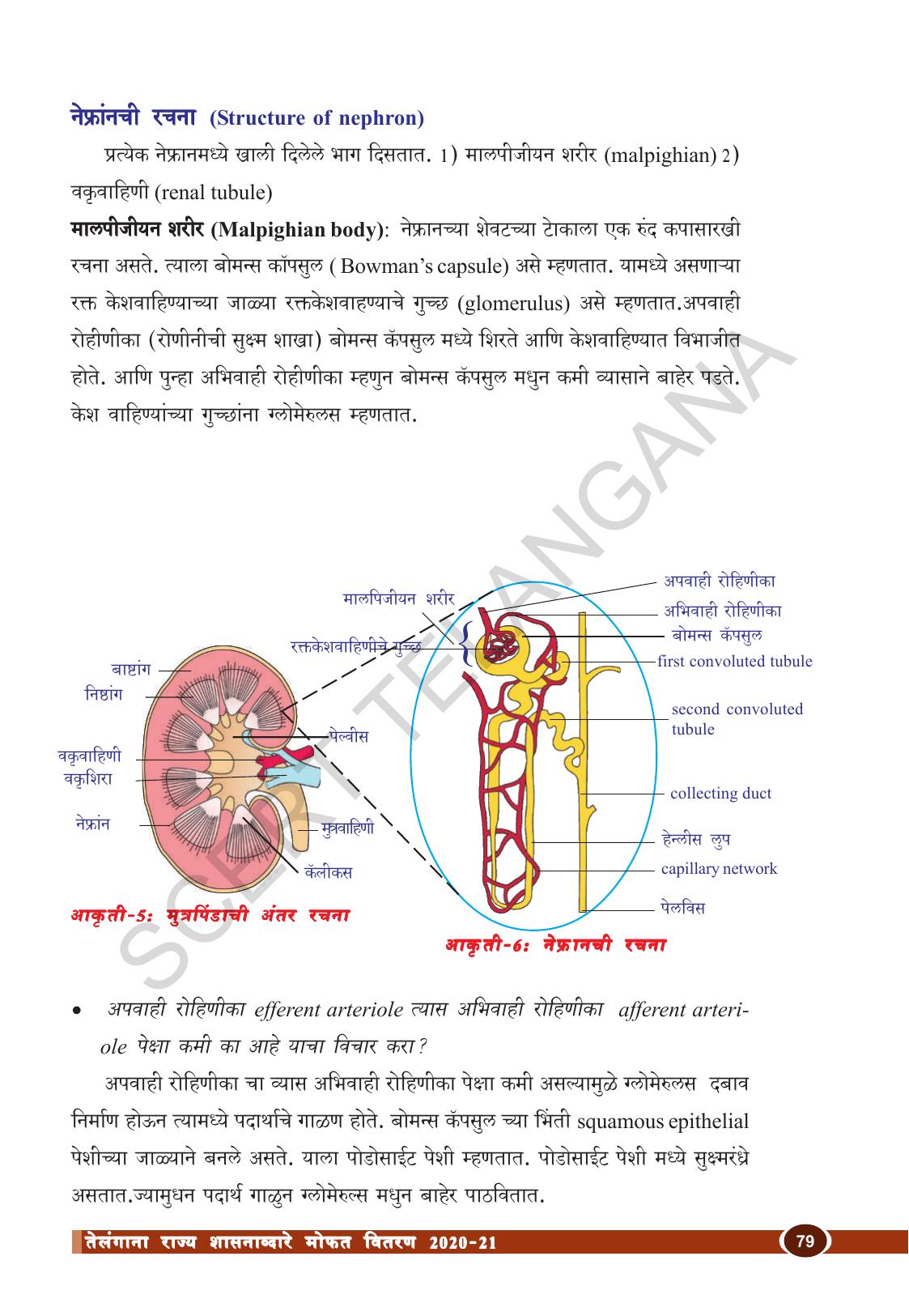 TS SCERT Class 10 Biological Science (Marathi Medium) Text Book - Page 91