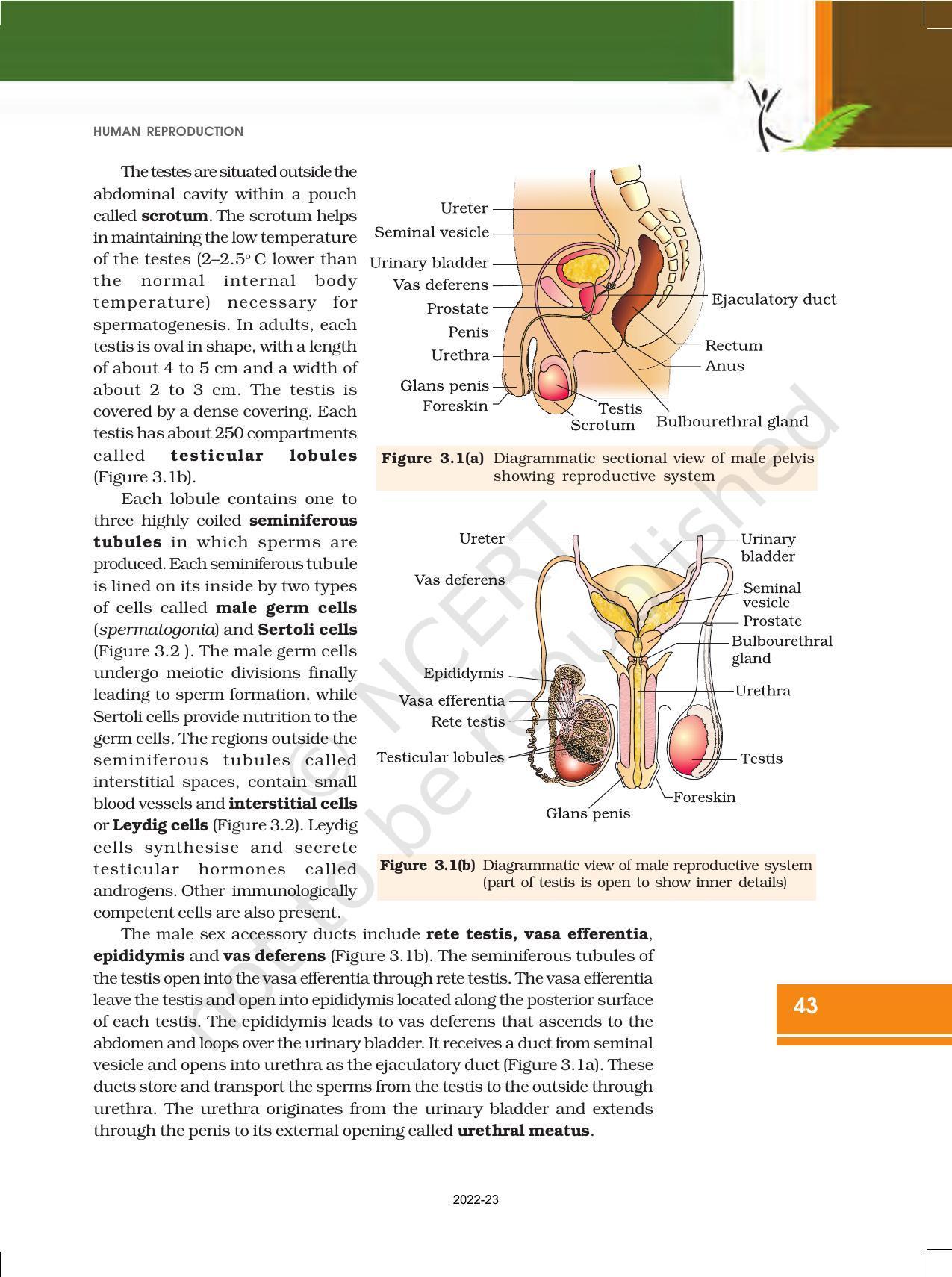 NCERT Book for Class 12 Biology Chapter 3 Human Reproduction - Page 2