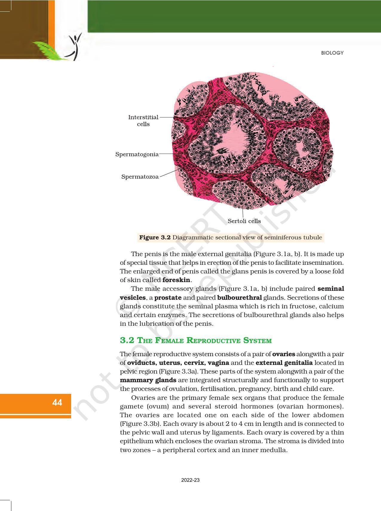 NCERT Book for Class 12 Biology Chapter 3 Human Reproduction - Page 3