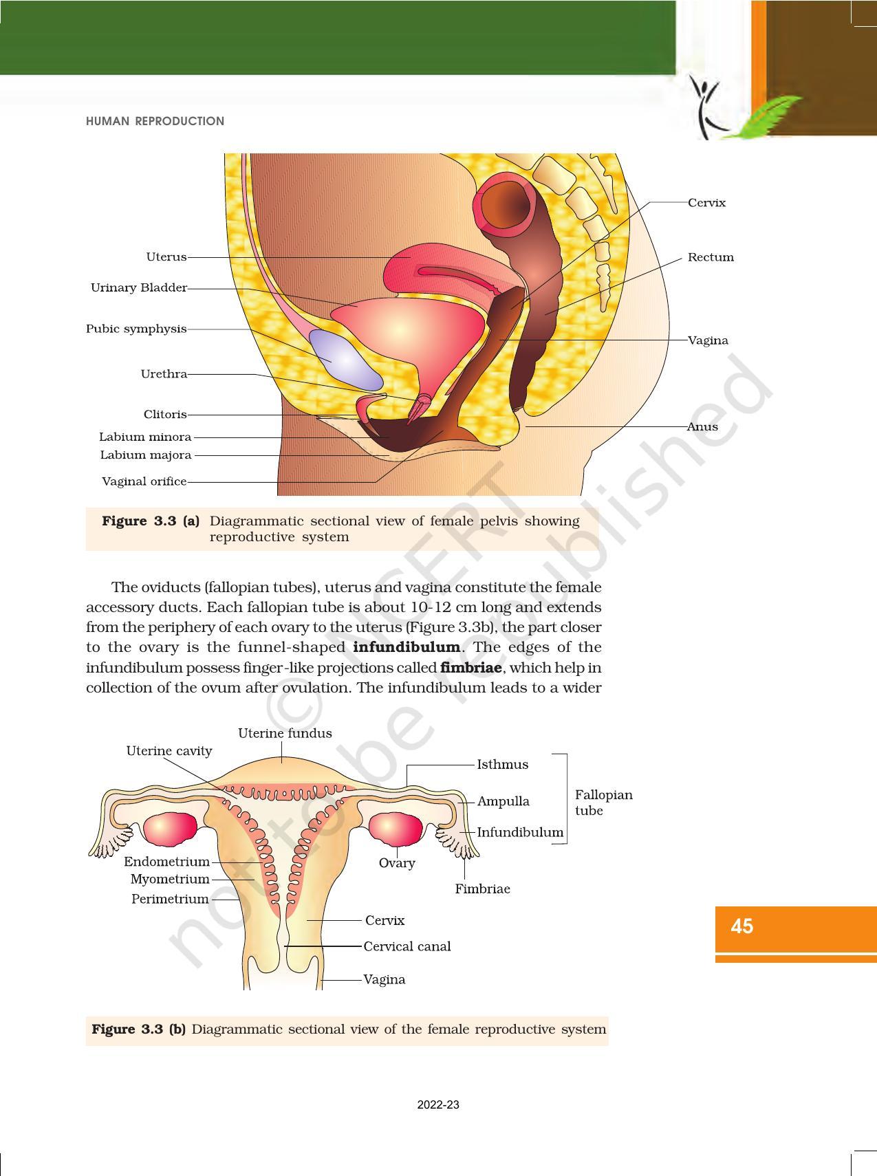 NCERT Book for Class 12 Biology Chapter 3 Human Reproduction - Page 4