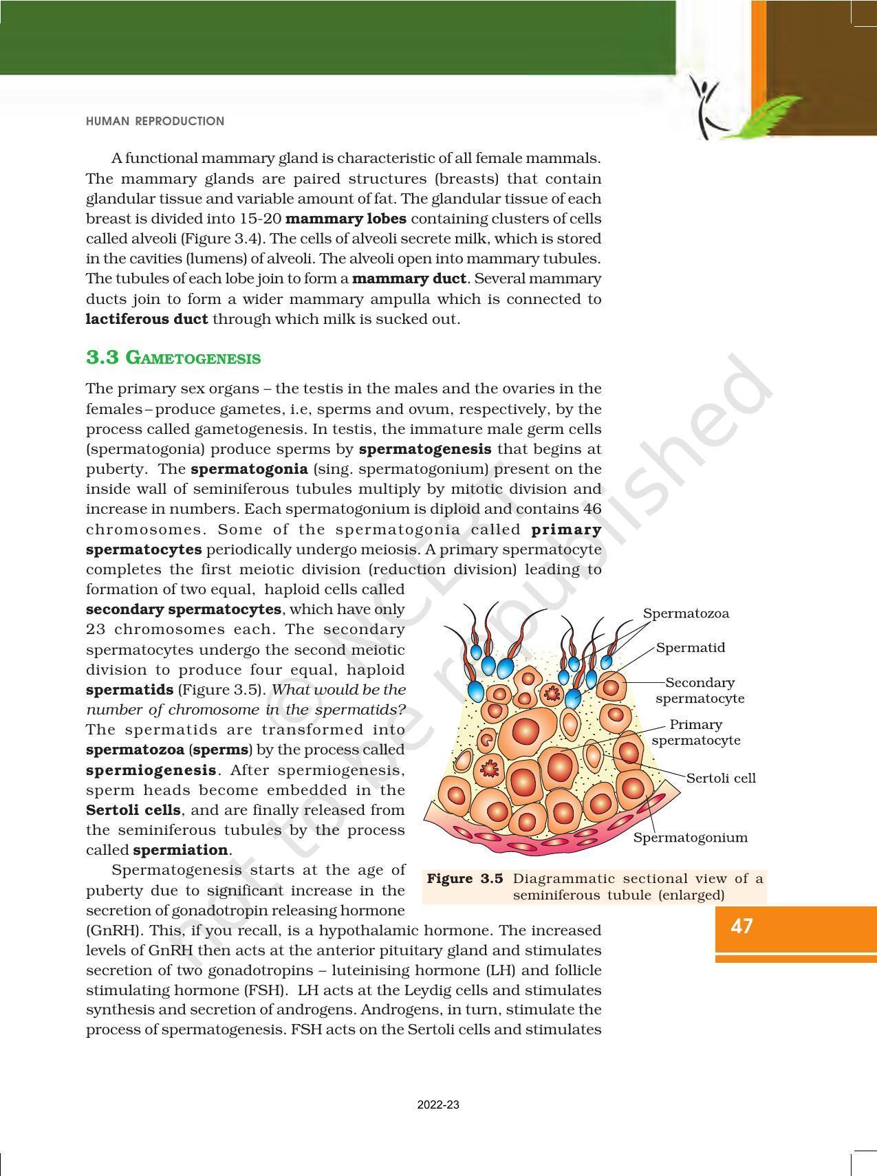 NCERT Book for Class 12 Biology Chapter 3 Human Reproduction - Page 6