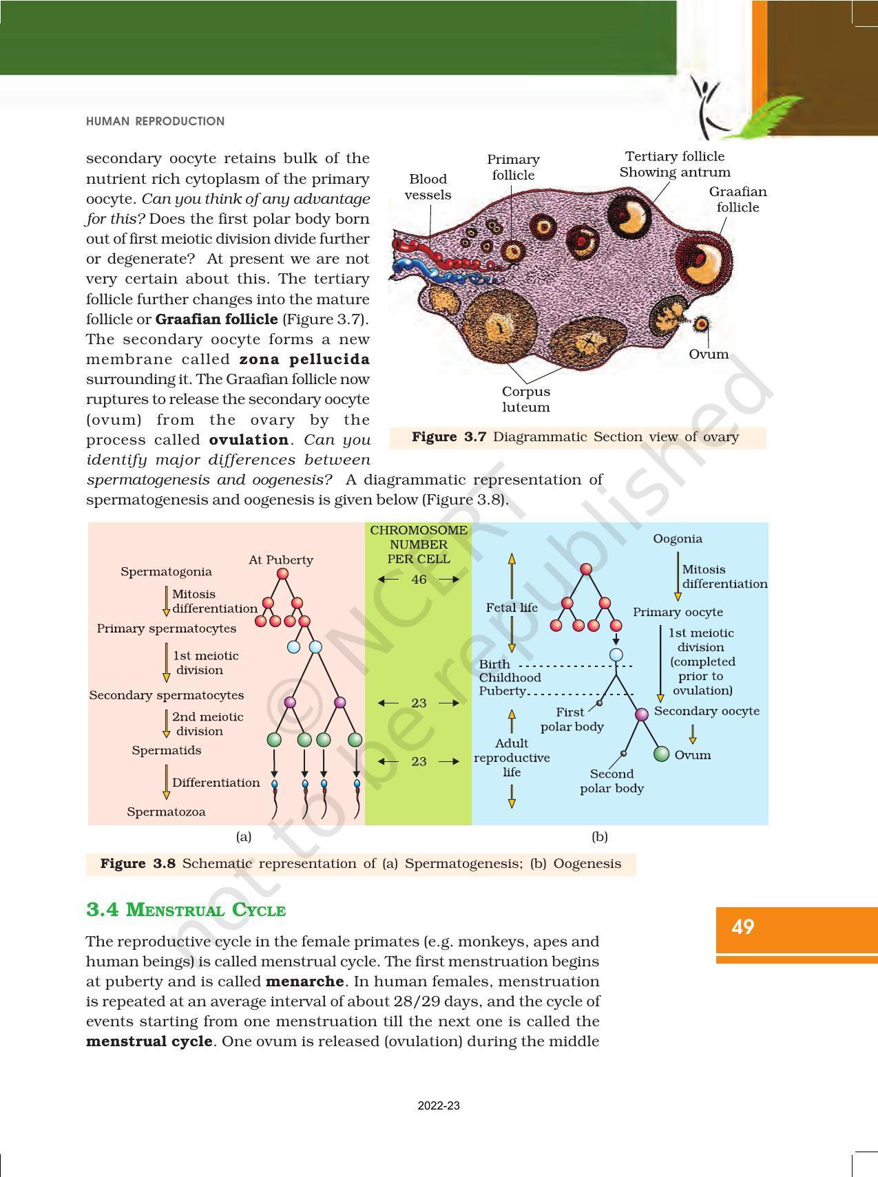 NCERT Book for Class 12 Biology Chapter 3 Human Reproduction - Page 8