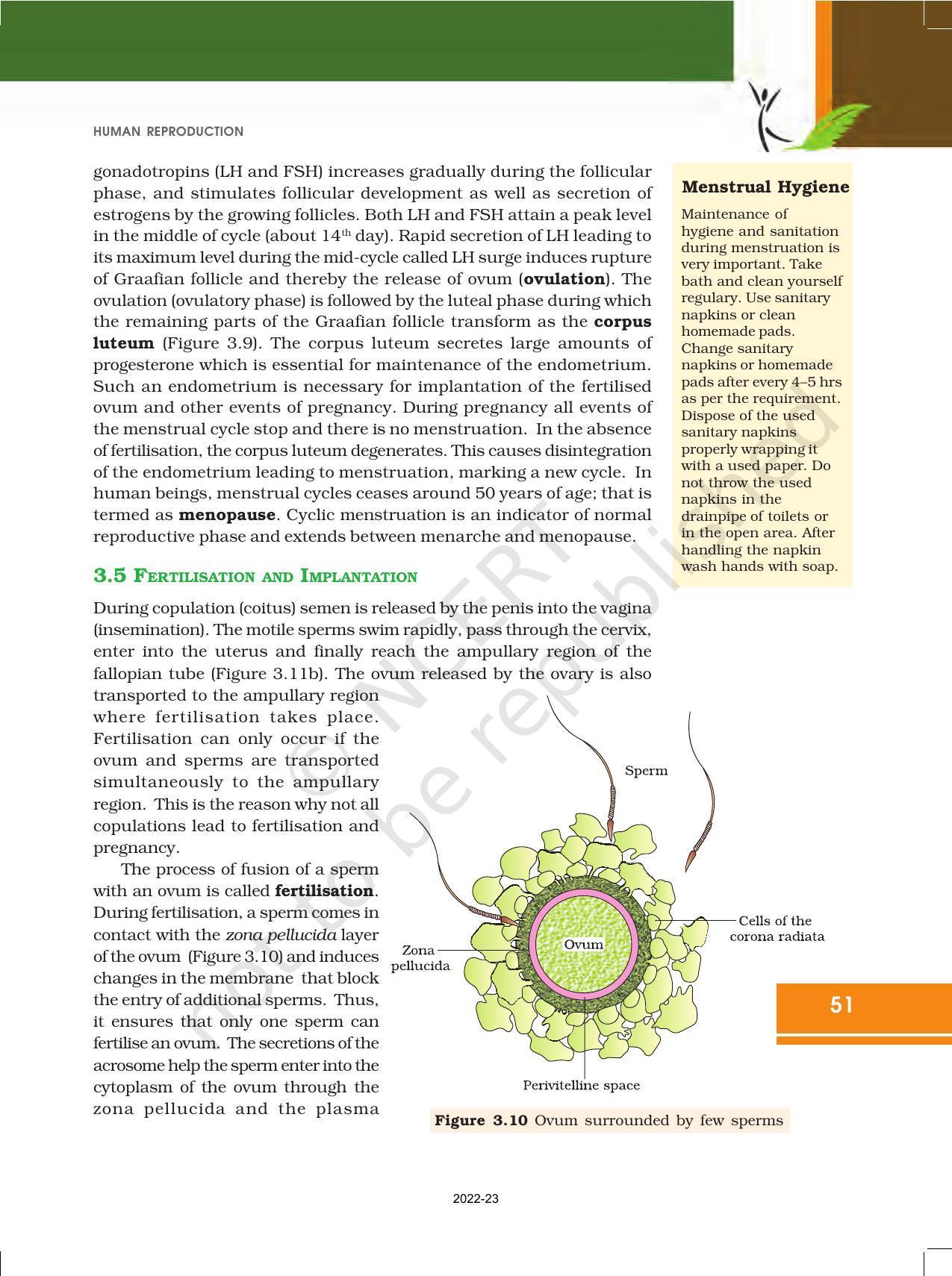 NCERT Book for Class 12 Biology Chapter 3 Human Reproduction - Page 10