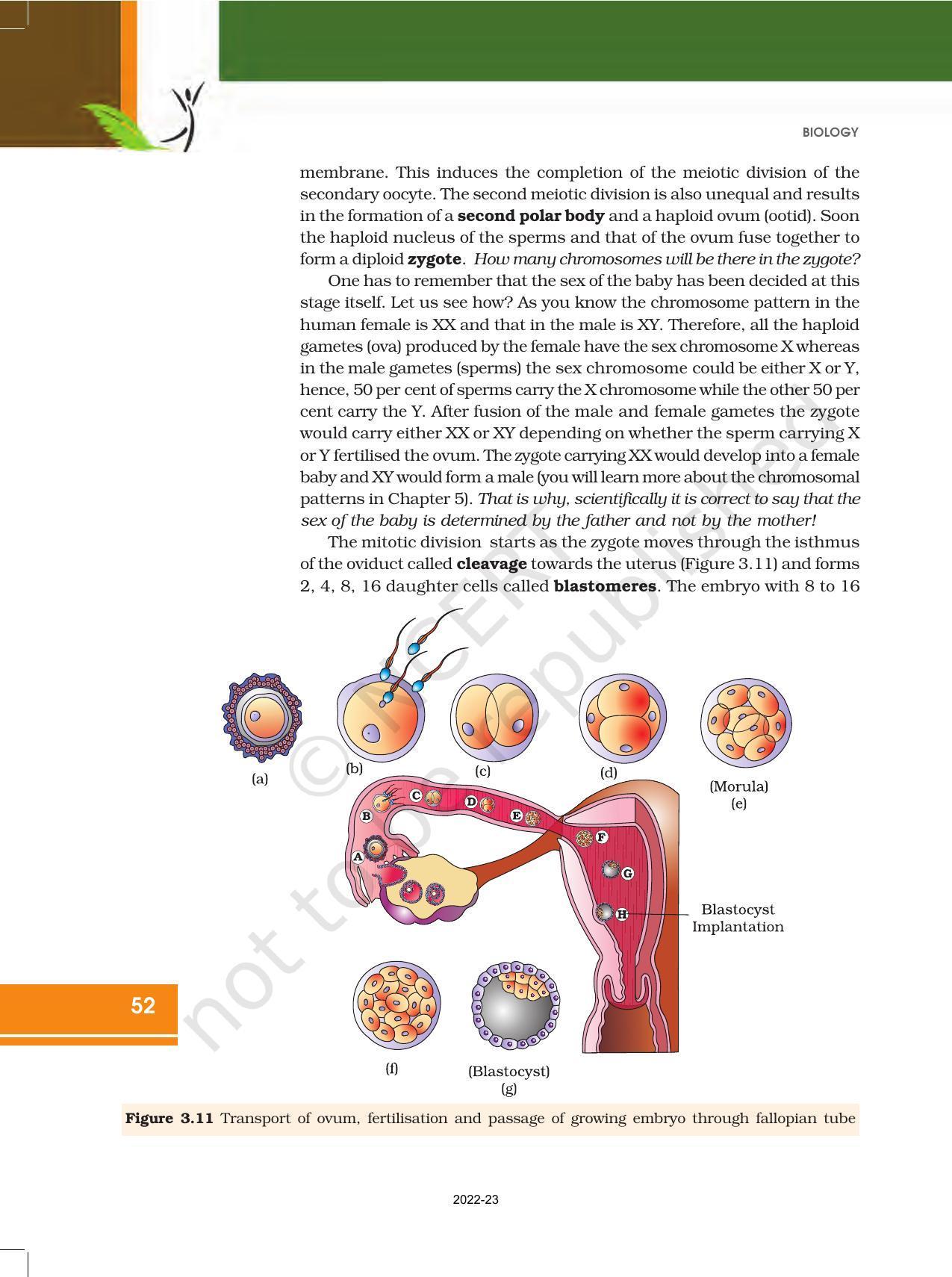 NCERT Book for Class 12 Biology Chapter 3 Human Reproduction - Page 11