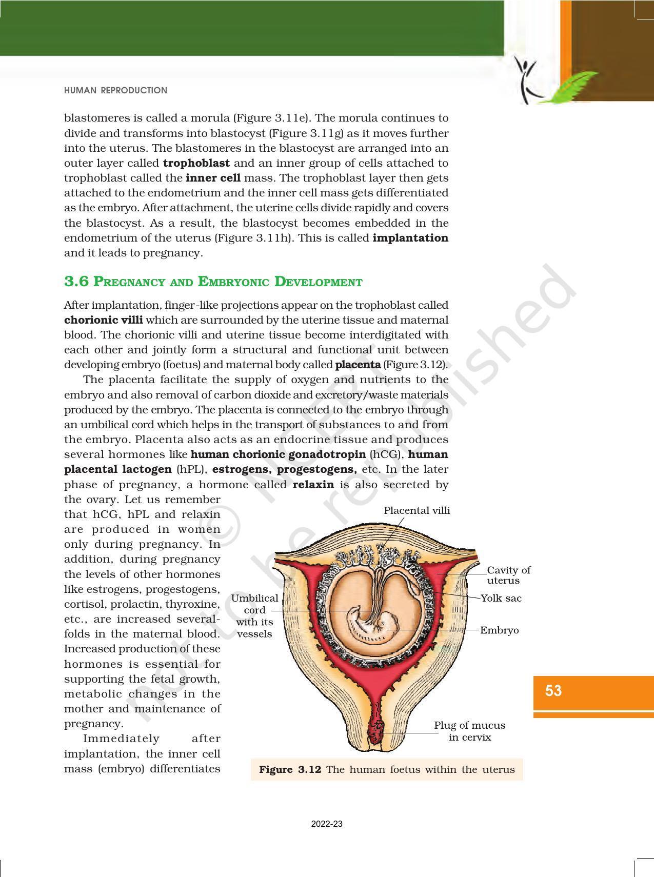 NCERT Book for Class 12 Biology Chapter 3 Human Reproduction - Page 12