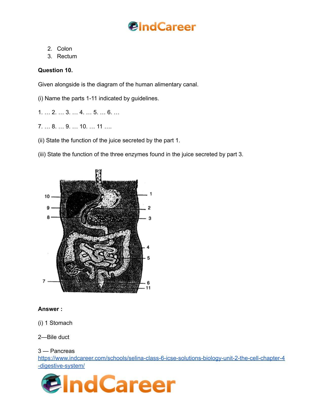 Selina Class 6 ICSE Solutions Biology (Unit 2) - The Cell: Chapter 4- Digestive System - Page 7