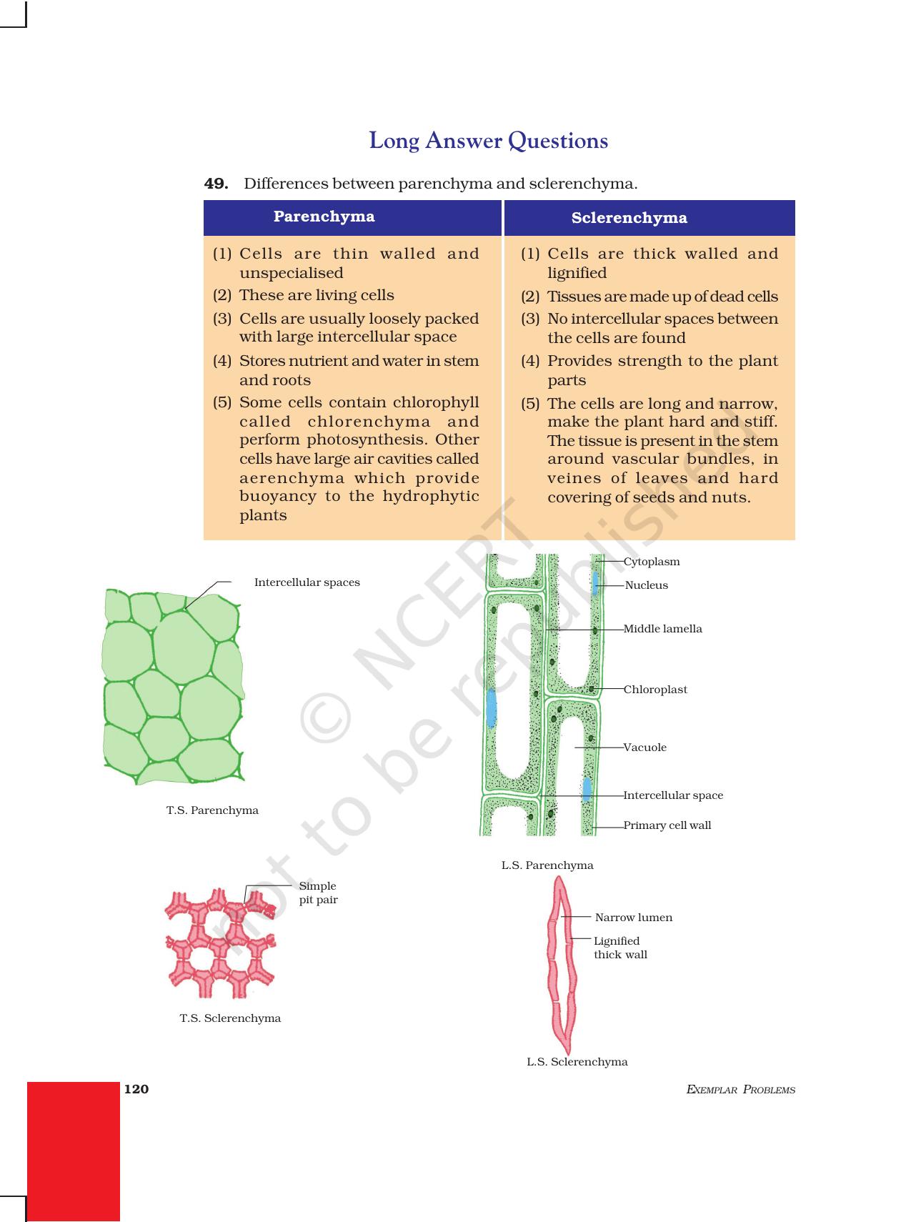 NCERT Exemplar Class 9: Science Asnwers - Page 28