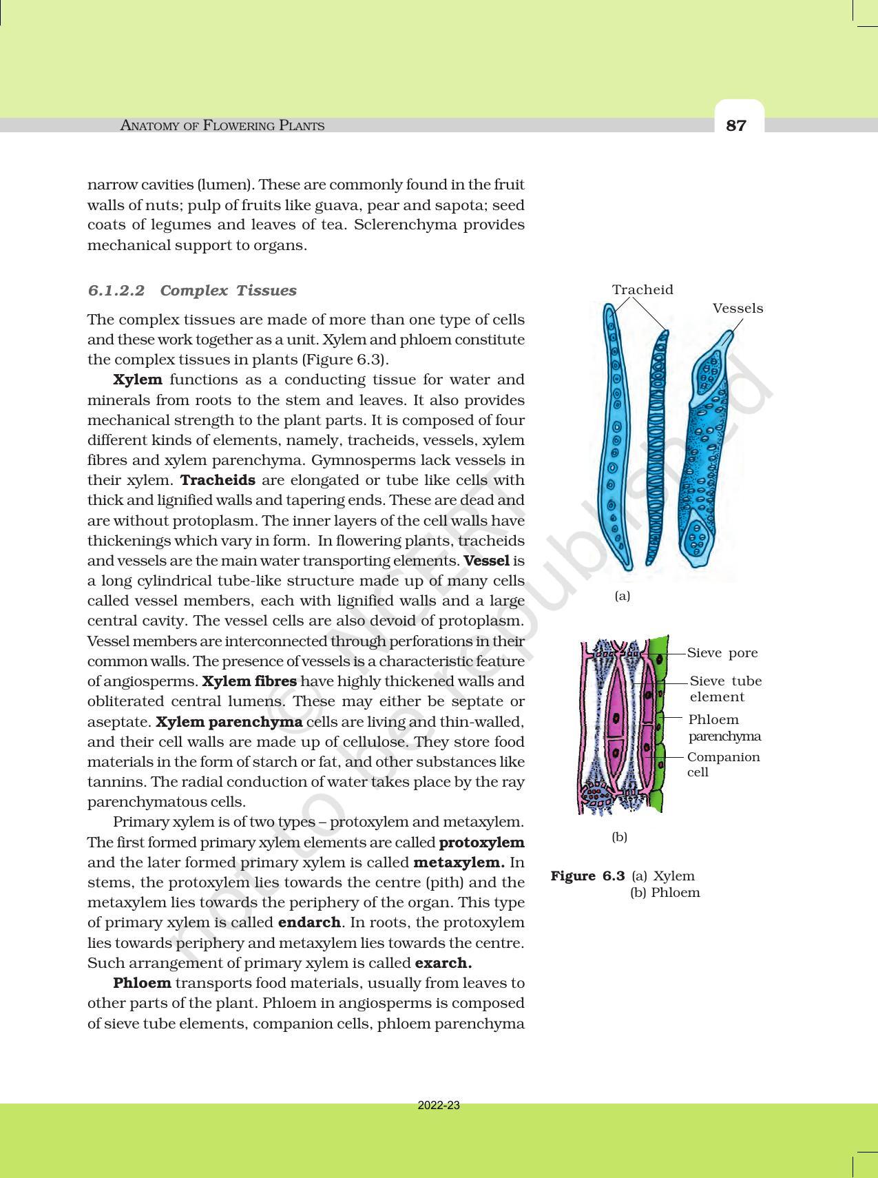 NCERT Book for Class 11 Biology Chapter 6 Anatomy of Flowering Plants - Page 4