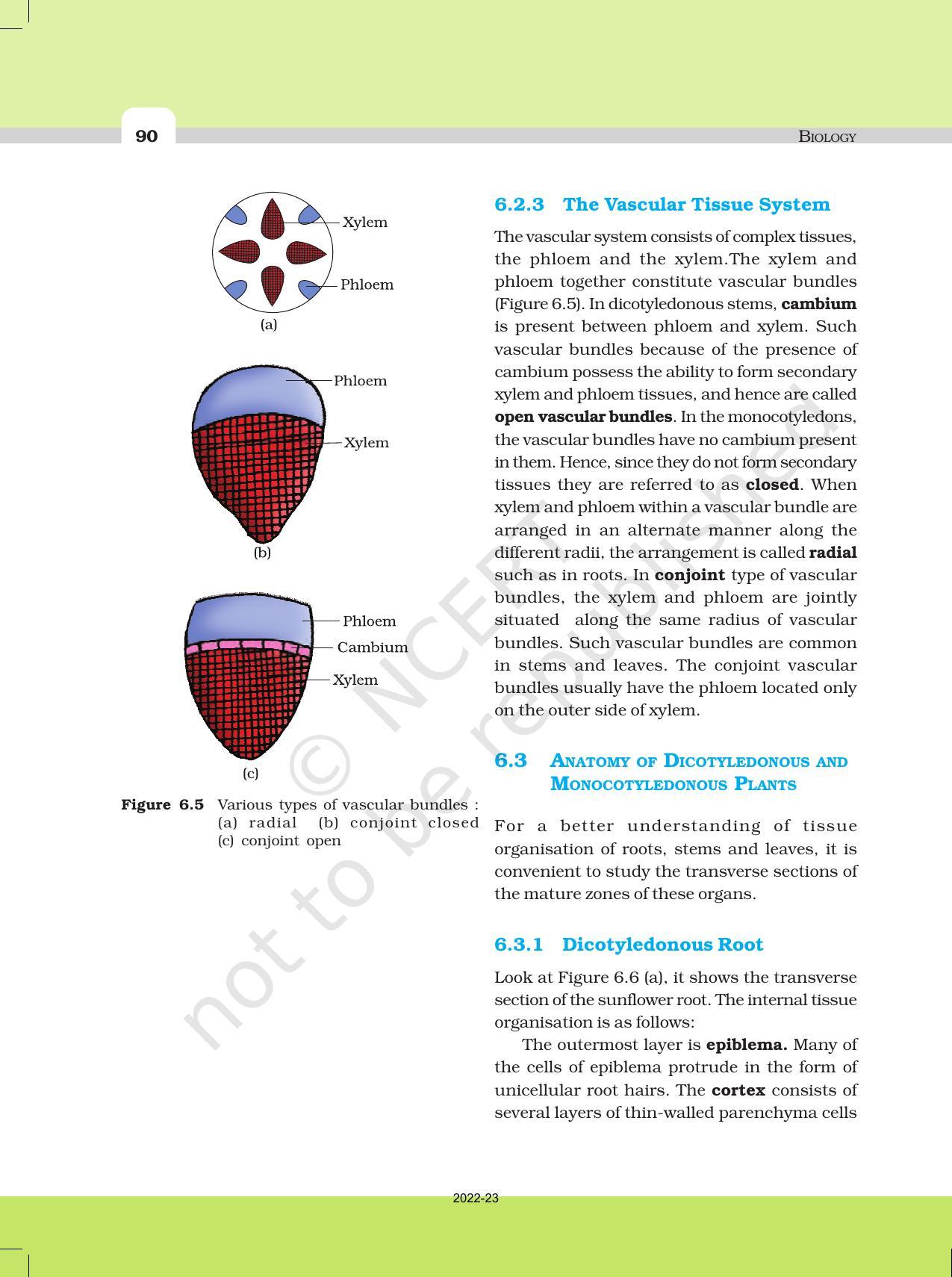 NCERT Book for Class 11 Biology Chapter 6 Anatomy of Flowering Plants - Page 7