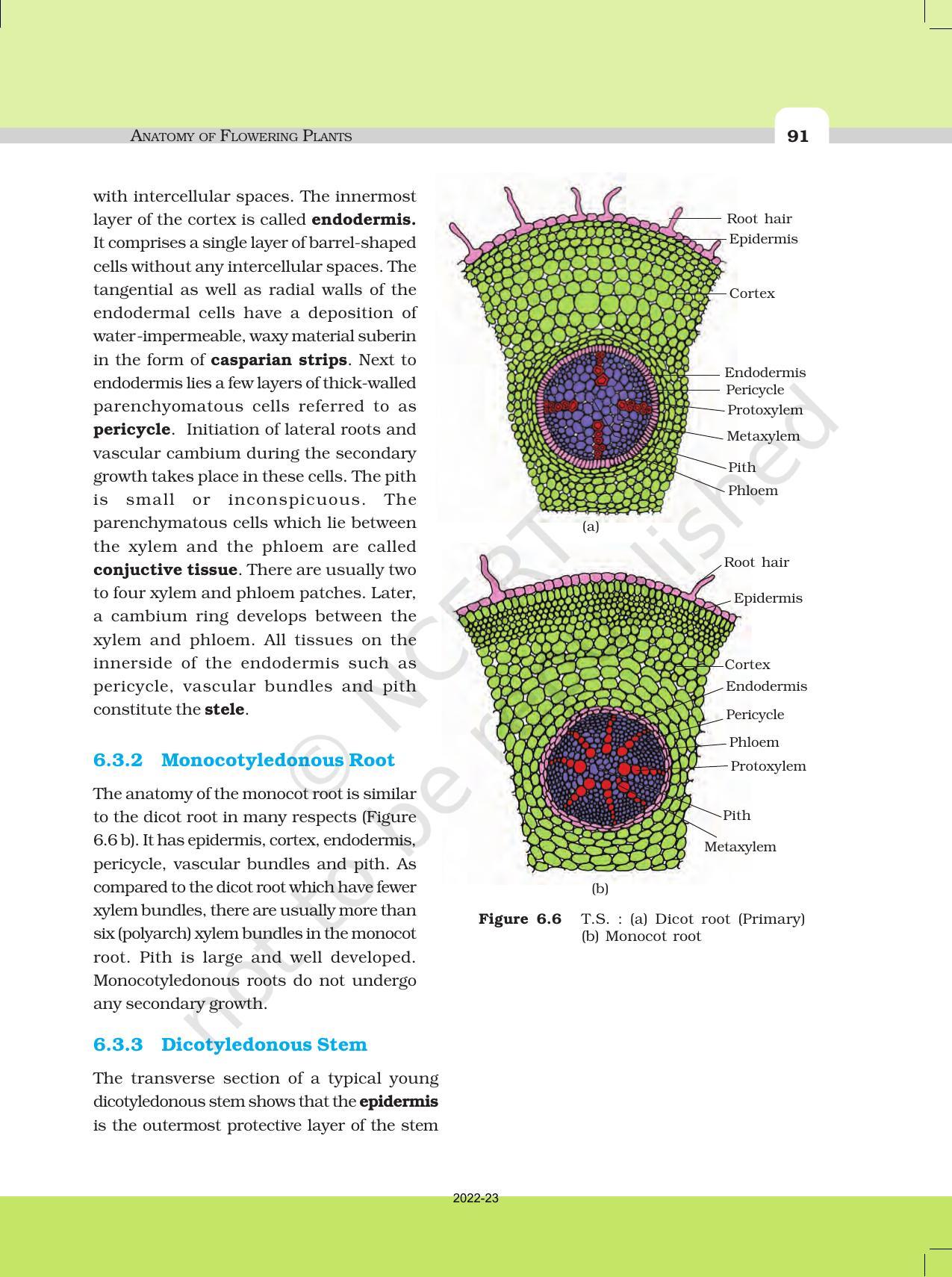 NCERT Book for Class 11 Biology Chapter 6 Anatomy of Flowering Plants - Page 8