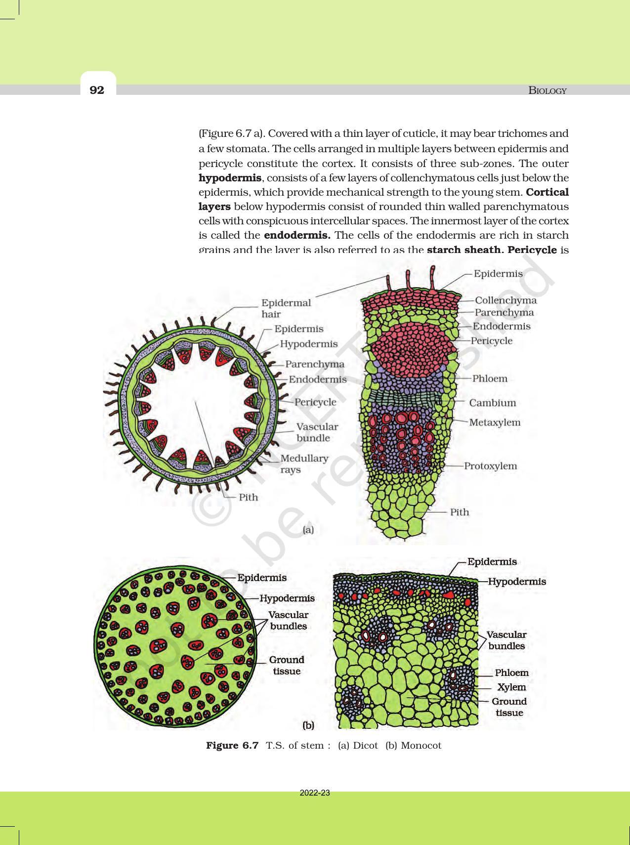 NCERT Book for Class 11 Biology Chapter 6 Anatomy of Flowering Plants - Page 9