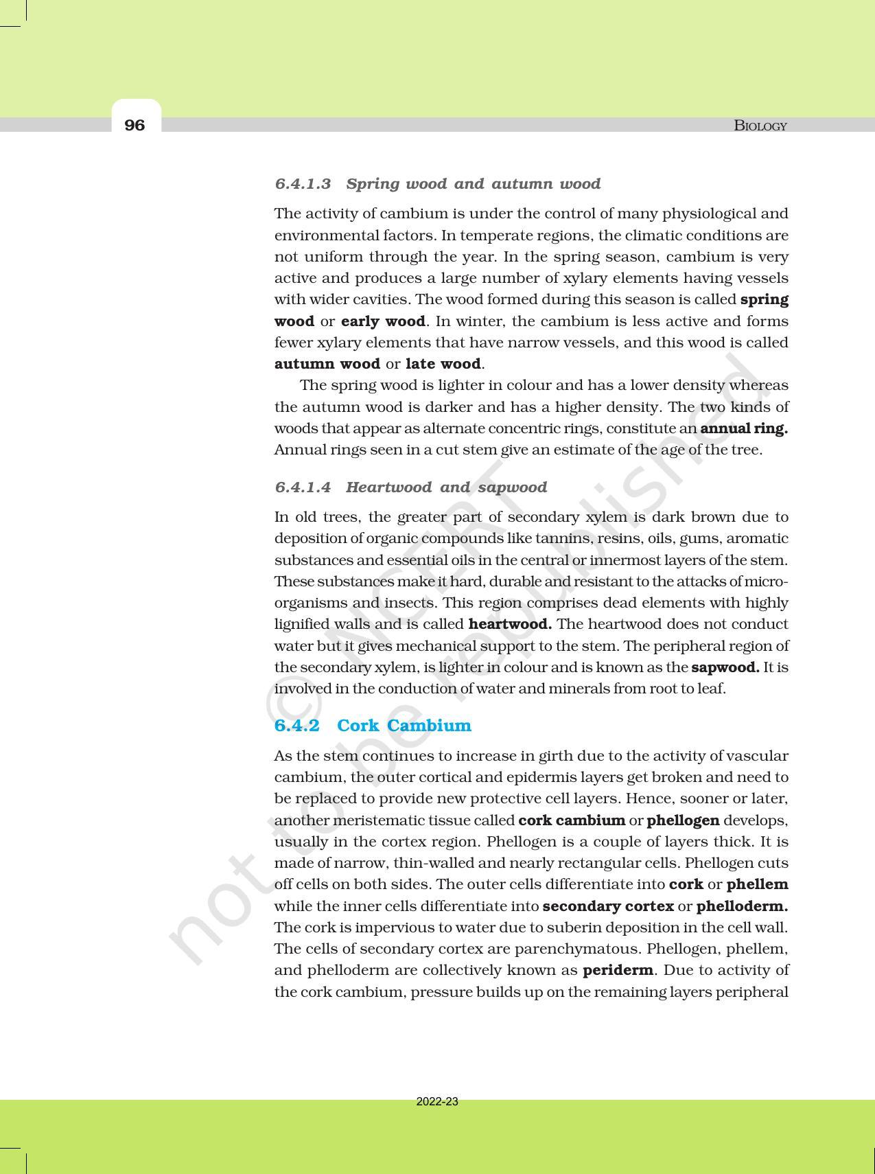 NCERT Book for Class 11 Biology Chapter 6 Anatomy of Flowering Plants - Page 13