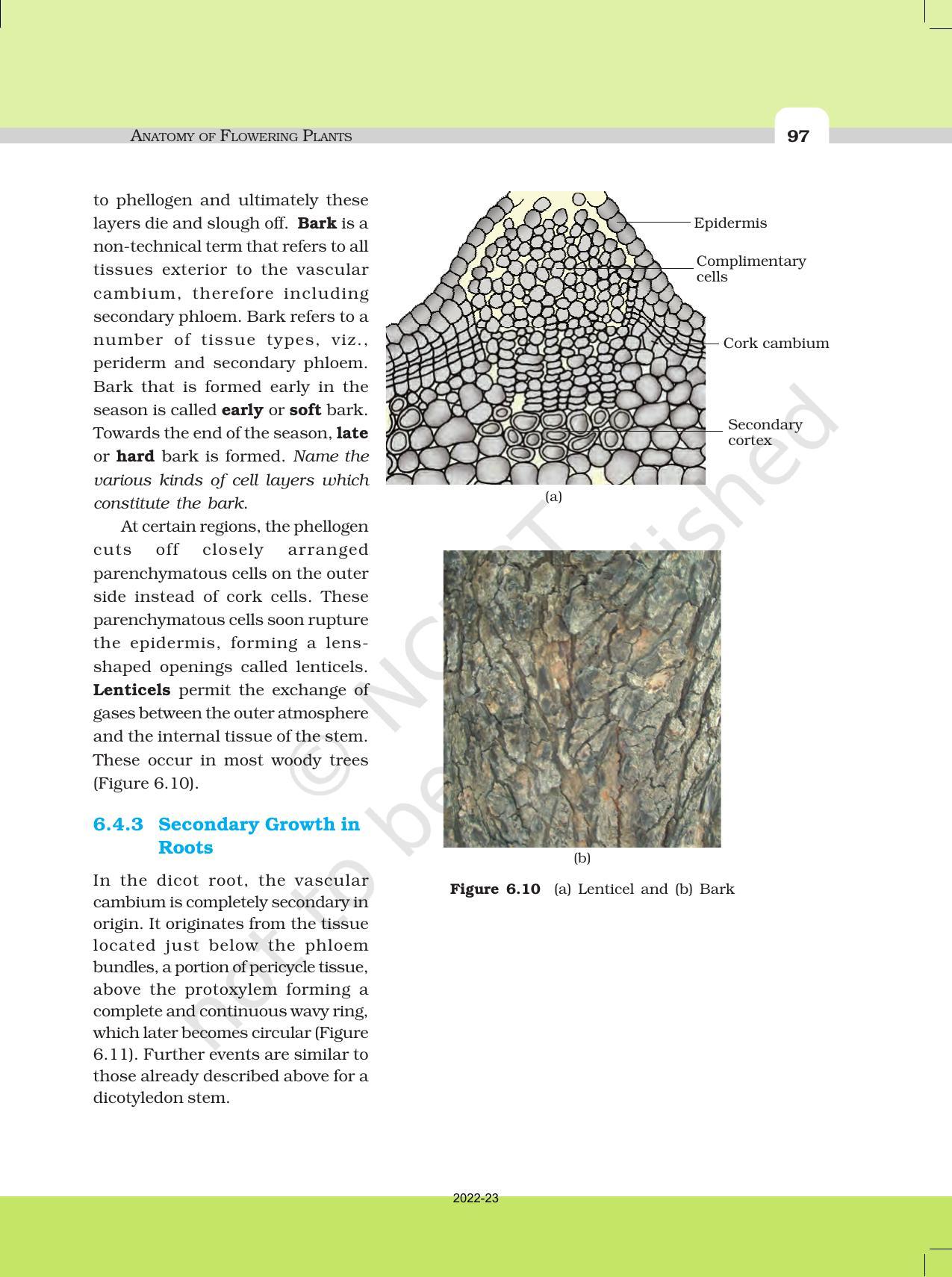 NCERT Book for Class 11 Biology Chapter 6 Anatomy of Flowering Plants - Page 14