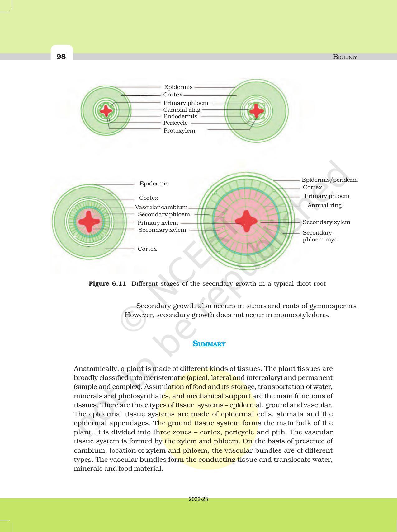 NCERT Book for Class 11 Biology Chapter 6 Anatomy of Flowering Plants - Page 15