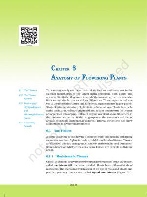 NCERT Book for Class 11 Biology Chapter 6 Anatomy of Flowering Plants