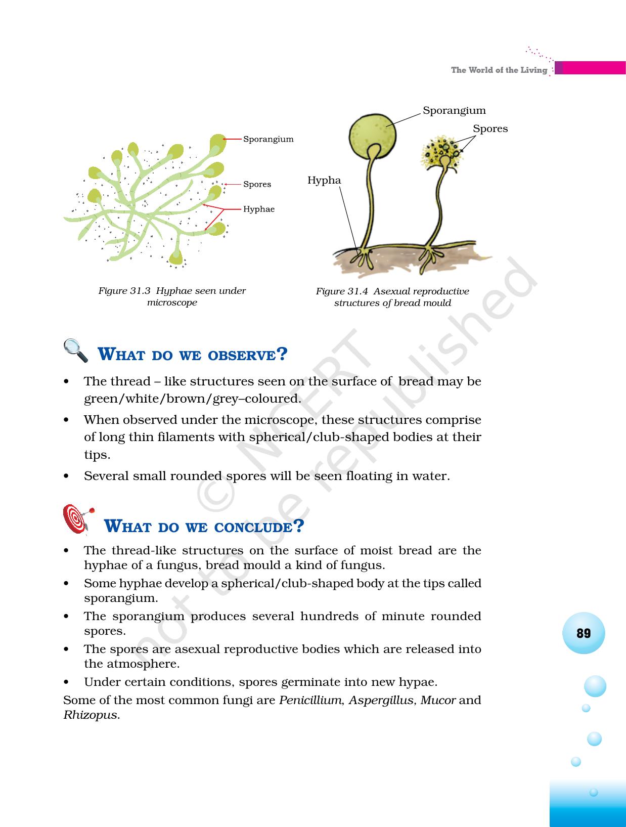 NCERT Laboratory Manuals for Class VI to VIII Science - Theme 3 The world of the living - Page 21