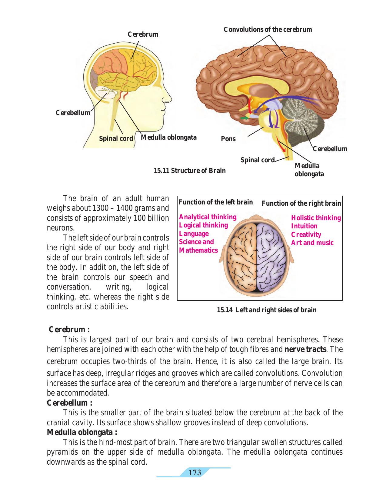 Maharashtra Board Class 9 Science Textbook - Page 183