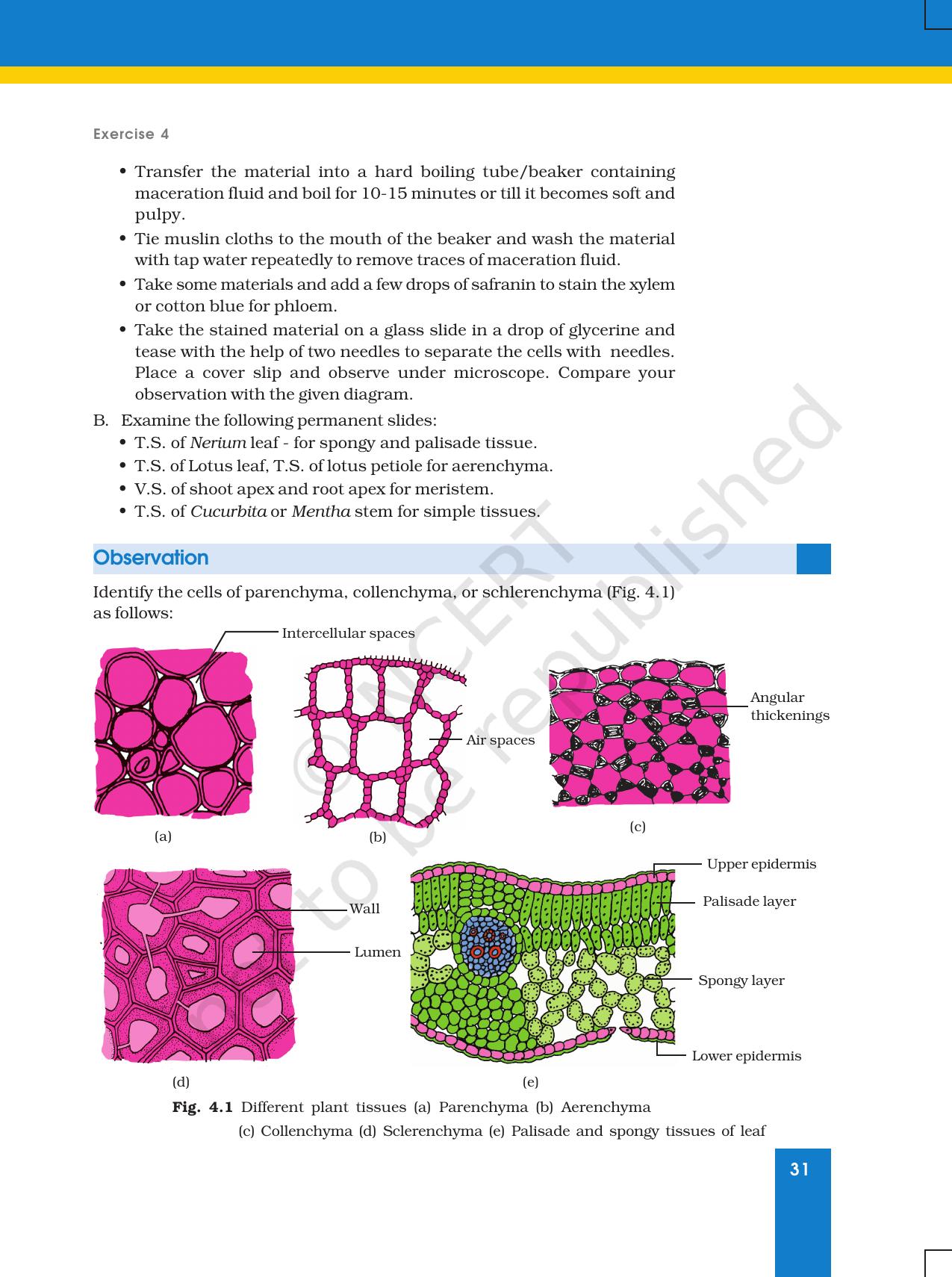 NCERT Laboratory Manuals for Class XI Biology - Exercise 4 - Page 2