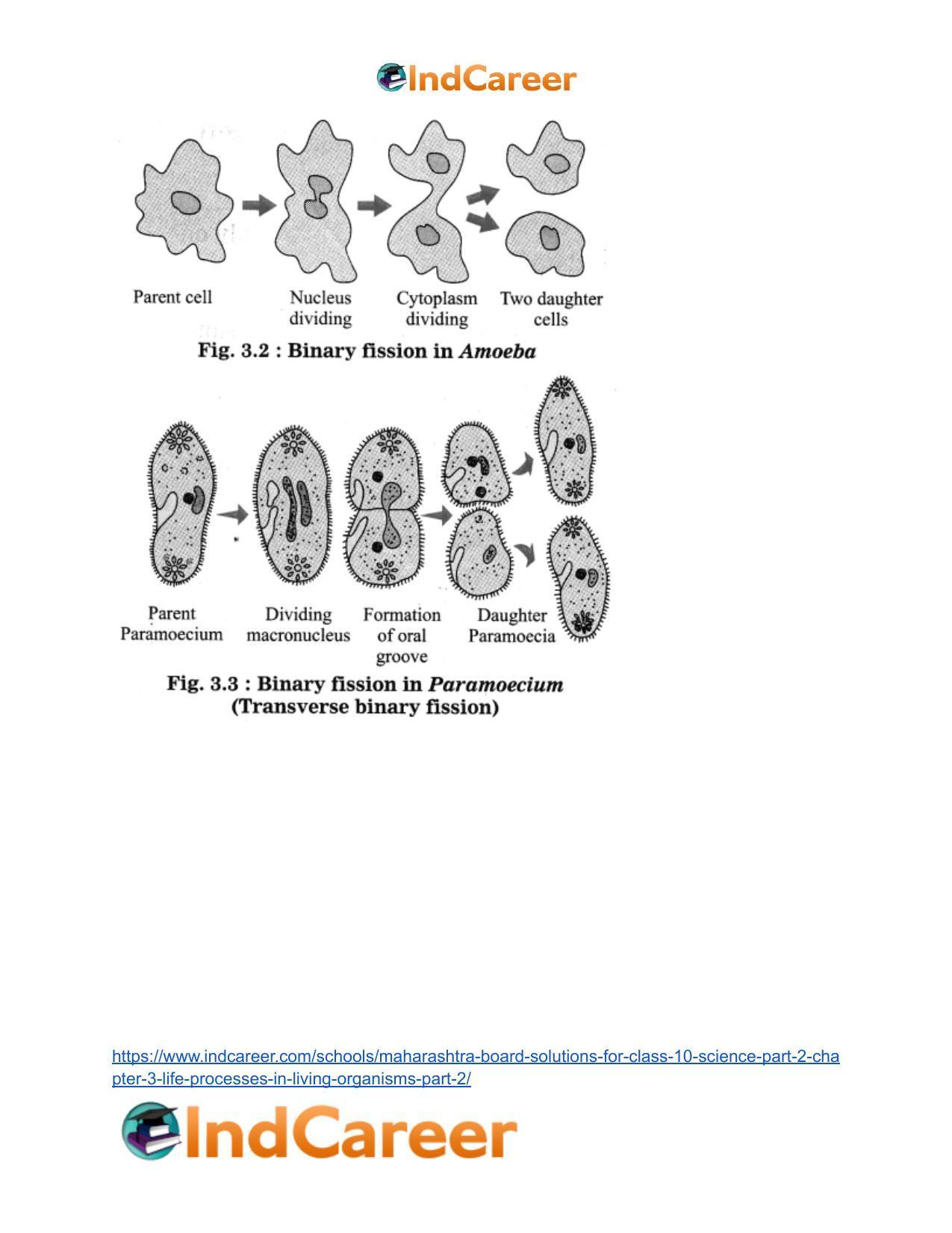 Maharashtra Board Solutions for Class 10- Science (Part 2): Chapter 3- Life Processes in Living Organisms Part – 2 - Page 8