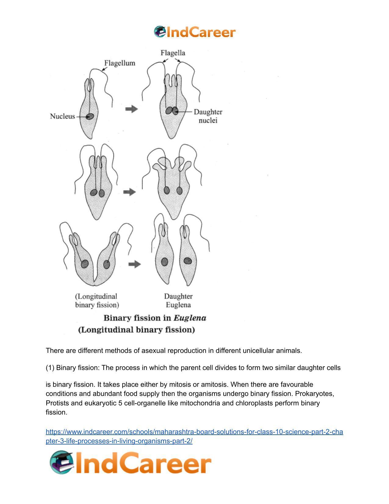 Maharashtra Board Solutions for Class 10- Science (Part 2): Chapter 3- Life Processes in Living Organisms Part – 2 - Page 9
