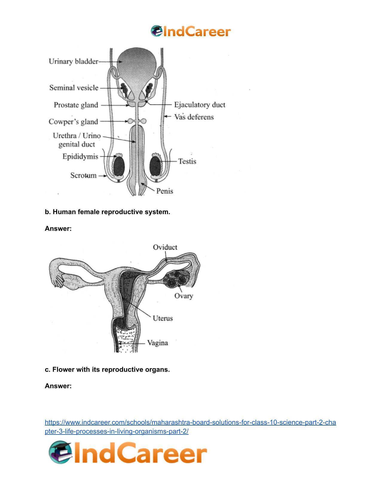Maharashtra Board Solutions for Class 10- Science (Part 2): Chapter 3- Life Processes in Living Organisms Part – 2 - Page 13