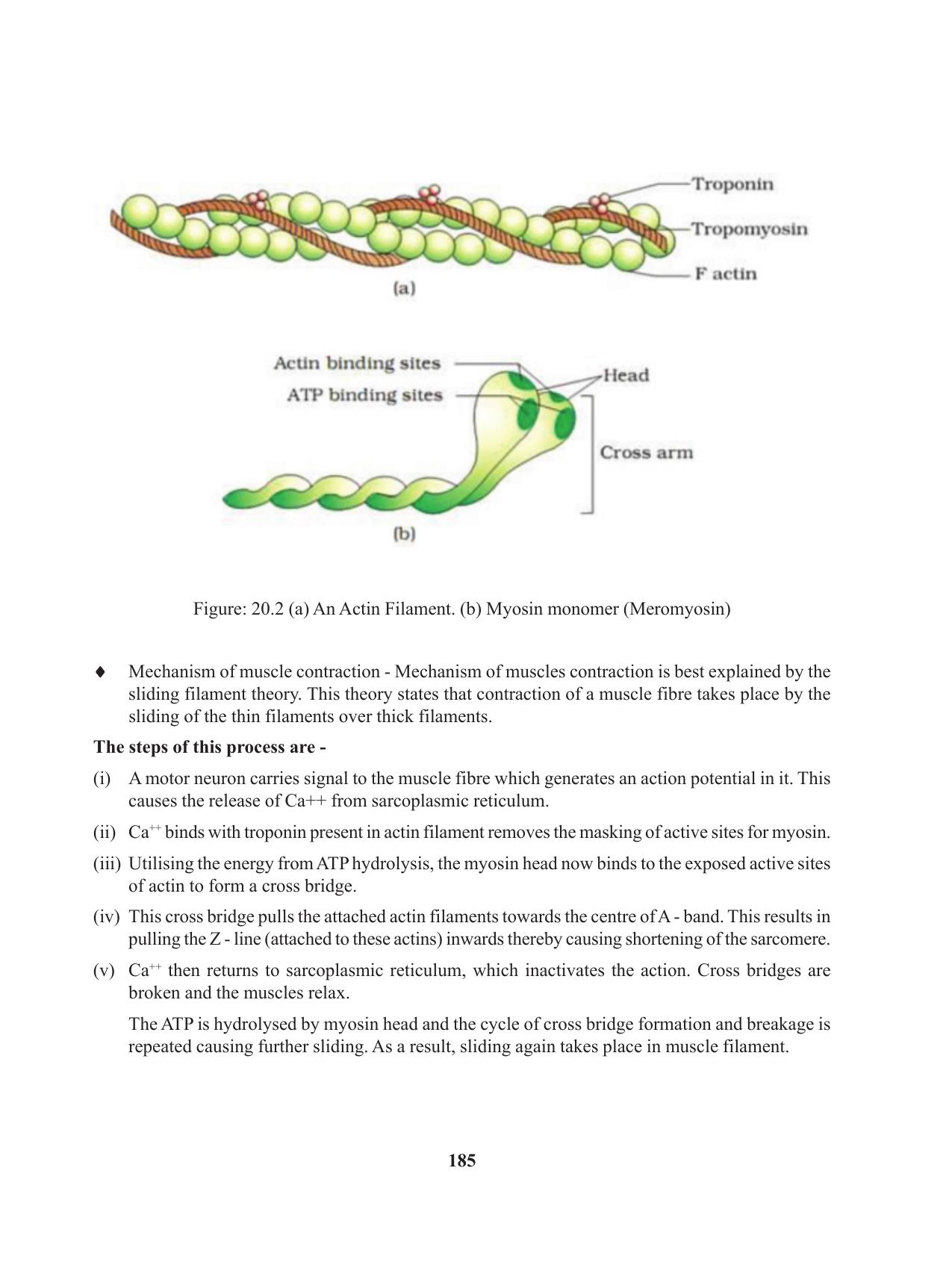 Tripura Board Class 11 Biology English Version Workbooks - Page 185