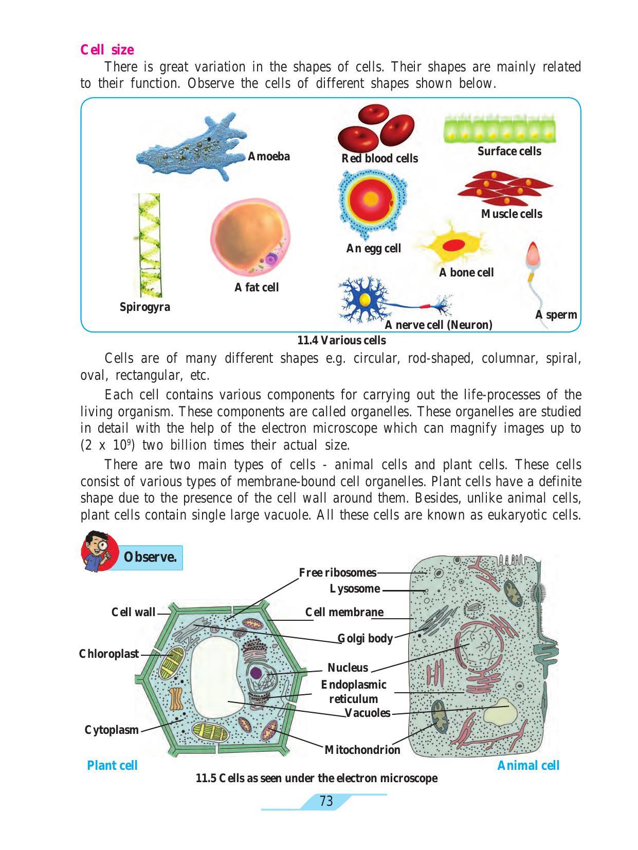 Maharashtra Board Class 7 Science Textbook - Page 83