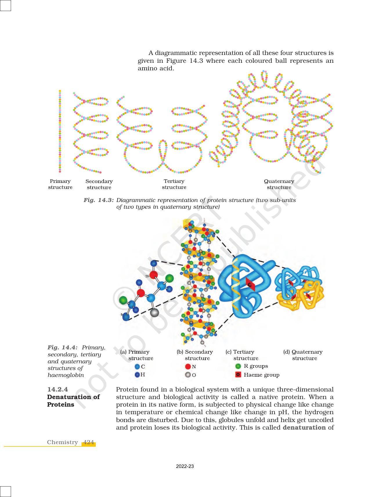 NCERT Book for Class 12 Chemistry Chapter 14 Biomolecules - Page 14