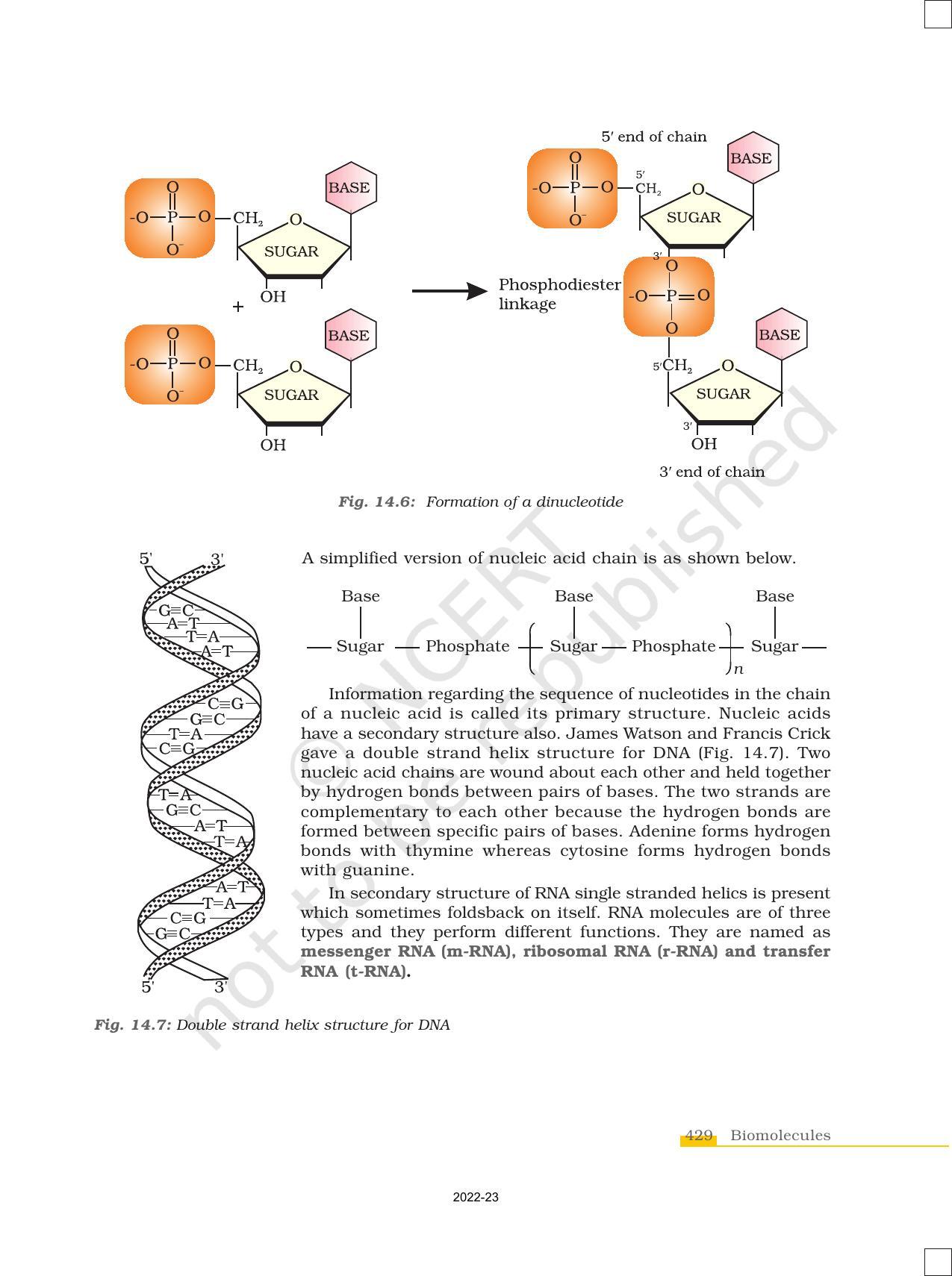 NCERT Book for Class 12 Chemistry Chapter 14 Biomolecules - Page 19