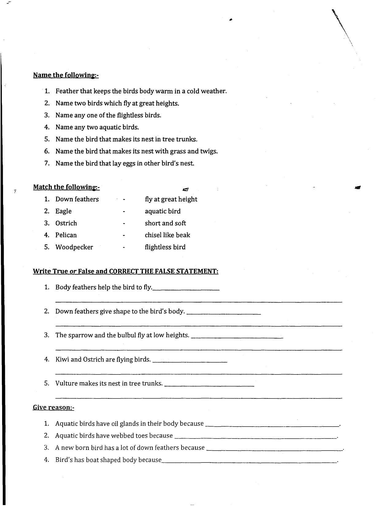 Worksheet for Class 3 EVS Assignment 104 Beautiful world of Birds - Page 2
