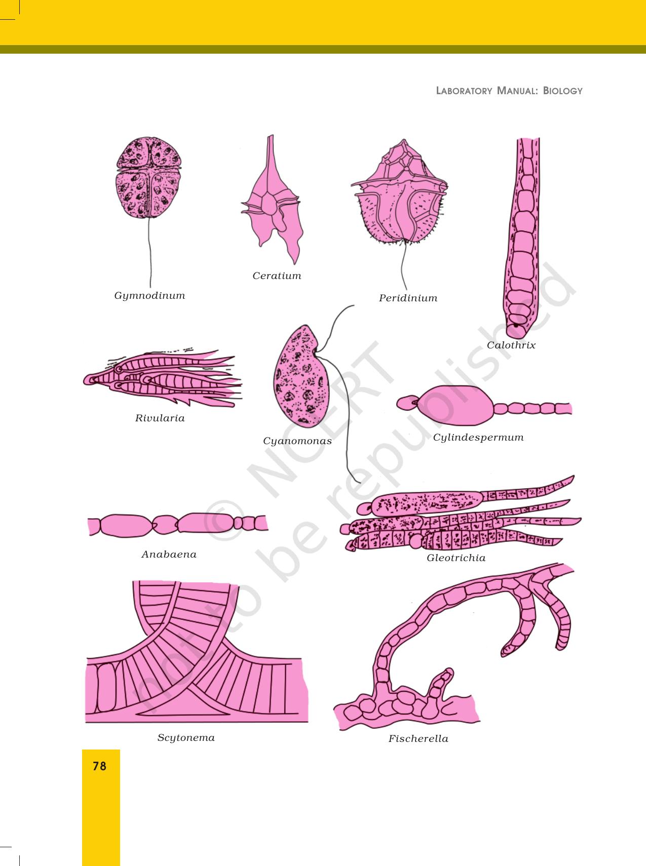 NCERT Laboratory Manuals for Class XII Biology - Exercise 21 - Page 4