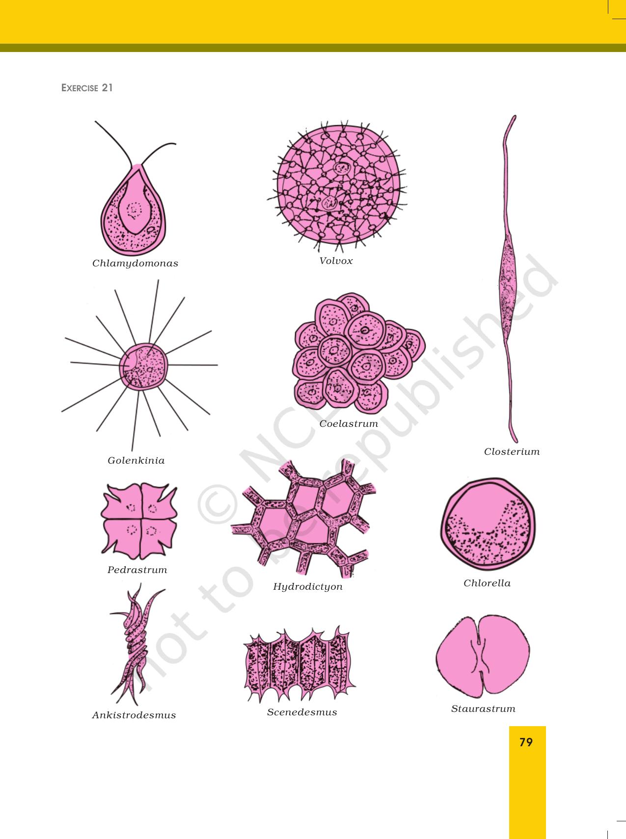 NCERT Laboratory Manuals for Class XII Biology - Exercise 21 - Page 5