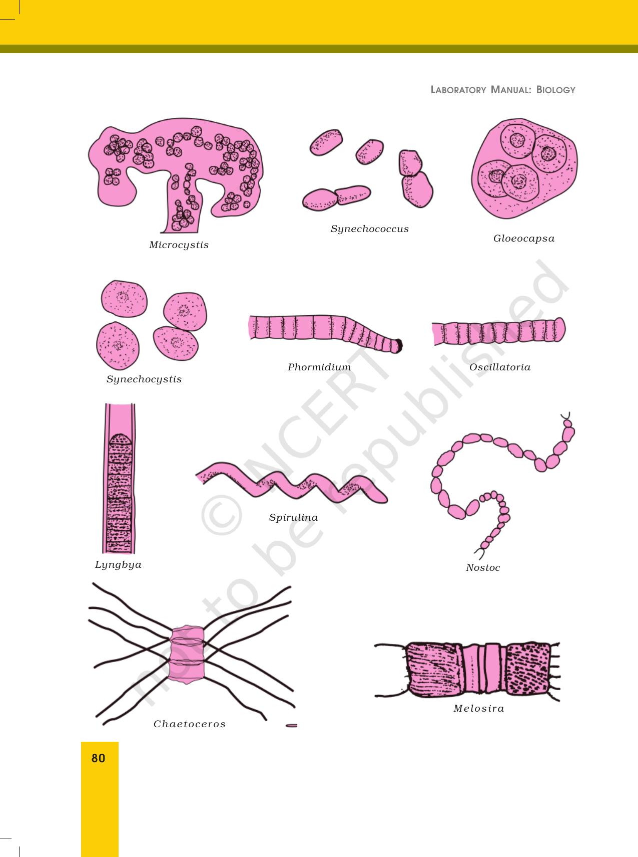 NCERT Laboratory Manuals for Class XII Biology - Exercise 21 - Page 6