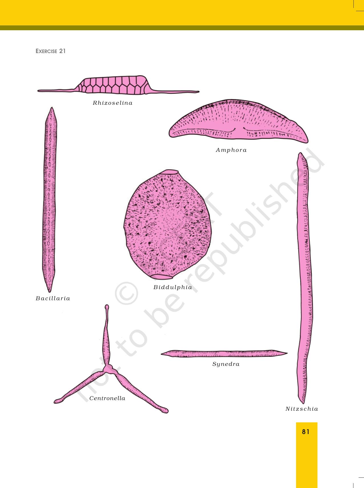 NCERT Laboratory Manuals for Class XII Biology - Exercise 21 - Page 7
